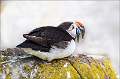 Puffin with Sand Eels